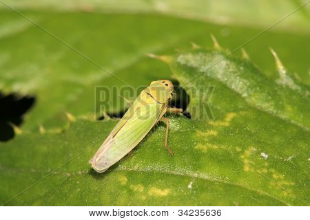 Leafhopper