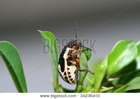 Stinkbug