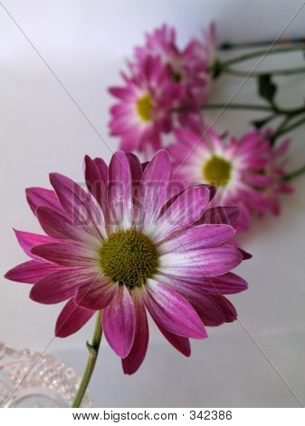 Rosa und weiße daisy