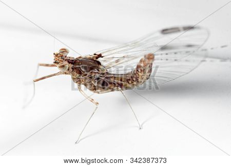 Macro Photography Of Mayfly On White Floor