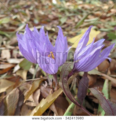 Blooming Crocus Purple Flowers In Early Spring In The Garden - Top View. Early Spring Flowers In The