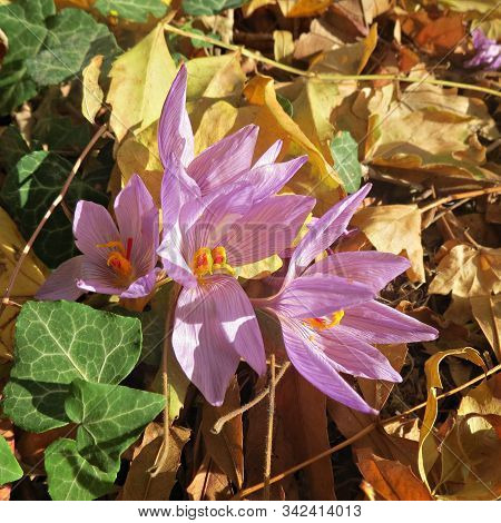 Blooming Crocus Purple Flowers In Early Spring In The Garden On Sun Light - Top View. Early Spring F