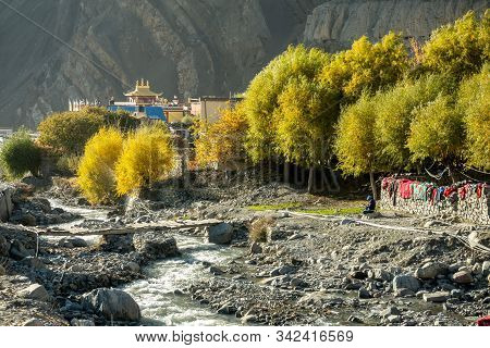 Bright Yellow Trees Across The River