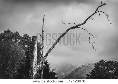 Black And White Portrait Of A Dying Tree With Dark Moody Sky