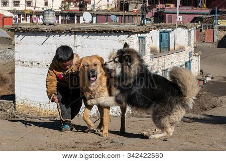 Boy And His Dogs In Nepal