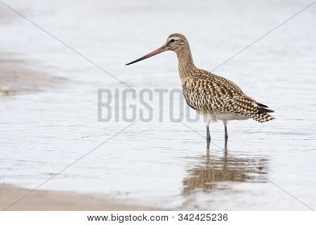Snubber Bar Tails (limosa Lapponica) Looking For Food In The Water