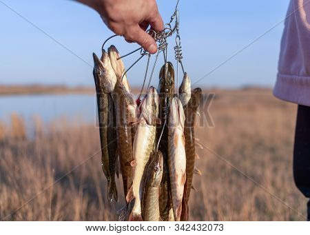 The Hand Of The Fisherman Holding A Caught Fish A Lot Of Pike Hanging Kukan On The Background Of The