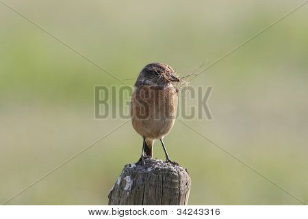 Avrupa Stonechat