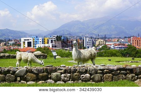 Lamas At The Archaeological Garden, Panoramic View At City And Inca Ruins From The Archeological Com