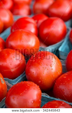 Luscious Ripe Red Tomatoes With Fresh Raindrops Tempt The Tastebuds Of The Viewer. The Bright Red To