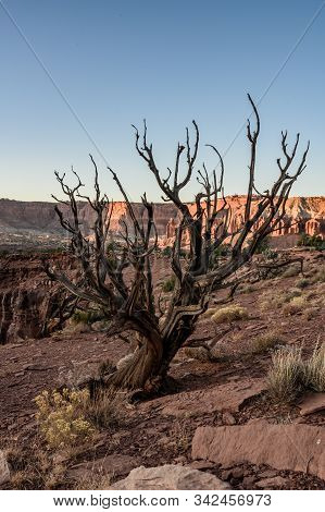 Drying Tree In Desert In Zion Wilderness