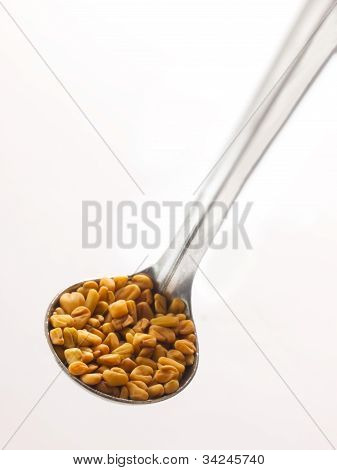 semena pískavice