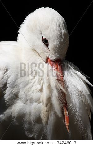 White stork, Ciconia ciconia