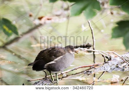 Portrait, View Of A Pond Rail, Ralle At The Pond
