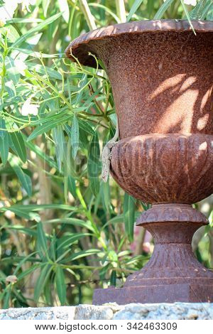 A Lizard, Gekko Climbs On A Vase