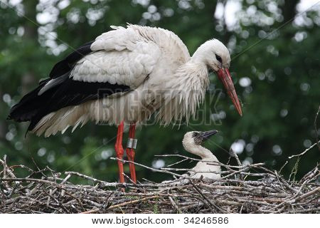 White Stork, Ciconia ciconia