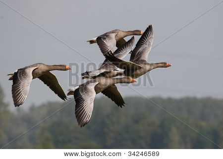 Greylag Goose, Anser anser