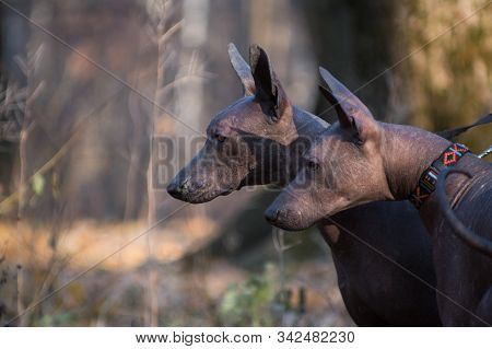 Two Xolo Dogs (xoloitzcuintle, Mexican Nude) In The Autumn Forest