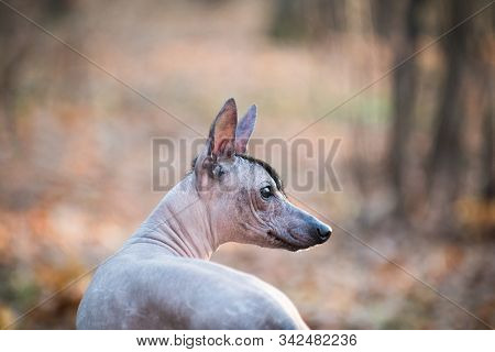 Xolo Dog (xoloitzcuintle, Mexican Hairless), Portrait With A Spread