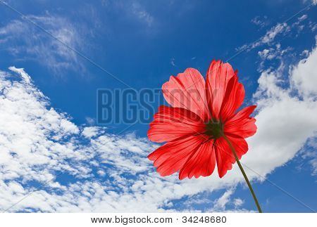 Rød Cosmos blomster