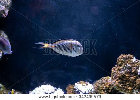 Sohal Tang (acanthurus Sohal) Cleaned By Cleaner Wrasse