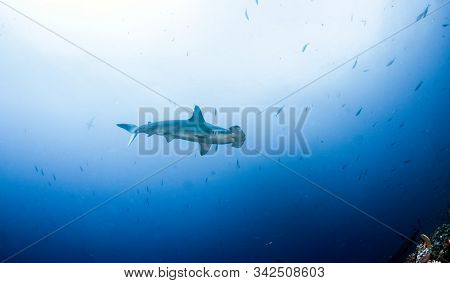 Hammerhead Shark At Cocos Island, Costa Rica