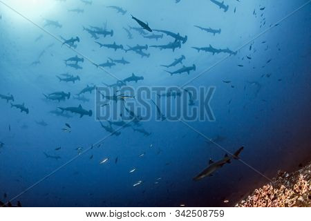 Hammerhead Shark At Cocos Island, Costa Rica