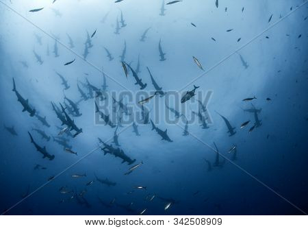Hammerhead Shark At Cocos Island, Costa Rica