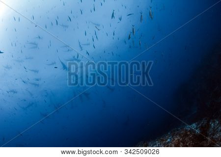 Hammerhead Shark At Cocos Island, Costa Rica