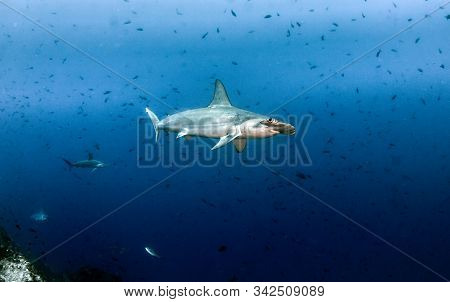 Hammerhead Shark At Cocos Island, Costa Rica
