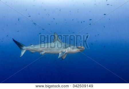 Hammerhead Shark At Cocos Island, Costa Rica