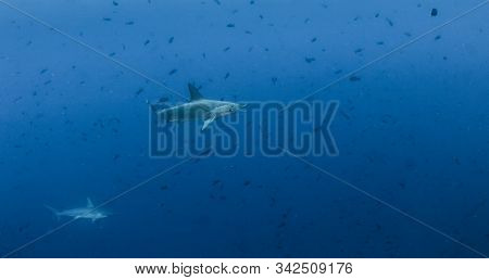 Hammerhead Shark At Cocos Island, Costa Rica