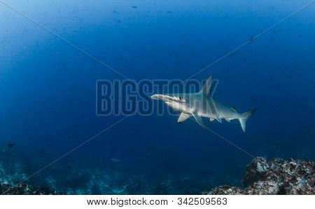 Hammerhead Shark At Cocos Island, Costa Rica