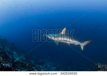 Hammerhead Shark At Cocos Island, Costa Rica