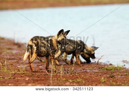 The African Wild Dog (lycaon Pictus), Also Known As The African Hunting Or Painted Dog, Painted Hunt