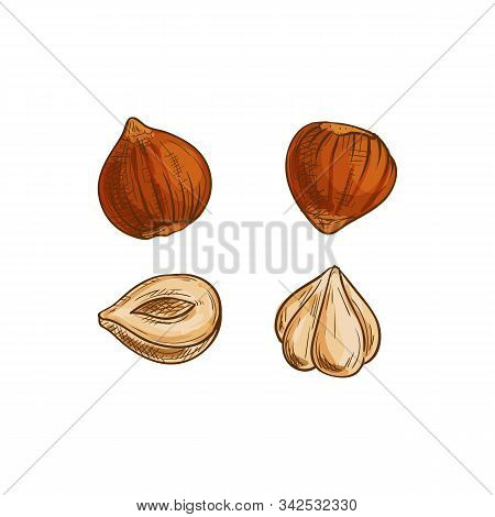 Nut Of Hazel Tree, Cobnut Or Hazelnut Isolated Sketch. Vector Peeled Filbert Nuts