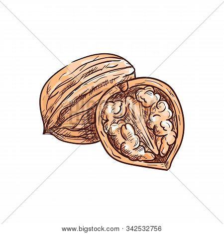 Walnut In Nutshell And Open With Kernel Isolated Sketch. Vector Drupe Edible Seed In Nut, Food Snack