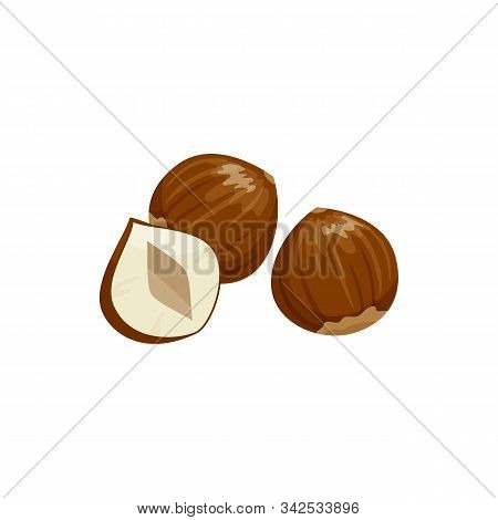 Hazelnut Cobnut Or Filbert Nut Isolated Food Snack. Vector Nut Of Hazel Whole And Cut