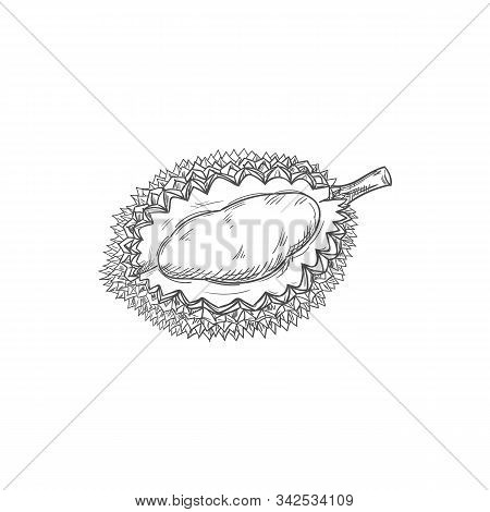 Durian Tropical Fruit Isolated Sketch. Vector Exotic Dessert, Tasty Pulp With Yellow Flesh