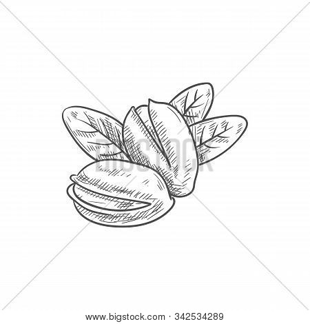 Peeled Pistachio Nuts, In Hard Shell And With Leaves Isolated Sketch. Vector Vegetarian Food Snacks