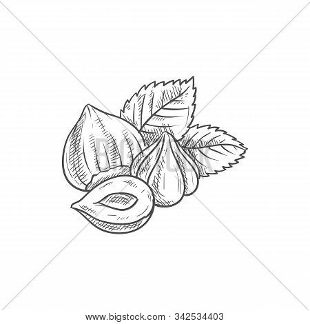 Forest Nut With Leaves Isolated Hazelnuts Sketch. Vector Filbert Cobnut With Green Leaf, Natural Foo