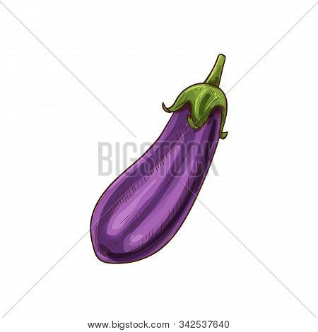 Aubergine Vegetable, Eggplant Isolated Sketch. Vector Purple Vegetable, Whole Brinjal Edible Fruit