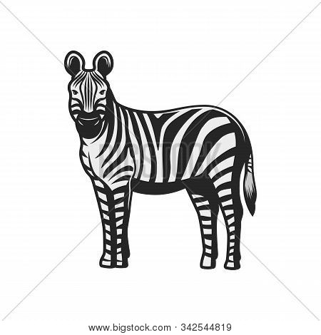 Zebra Wild Animal Icon. Vector African Zebra, Safari Hunt And Zoo Mammal