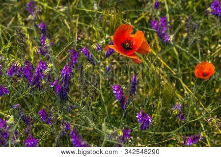 Meadow With Wildflowers - Red Poppies And Purple Vicia Cracca Or Cow Vetch Flowers And Green Grass. 