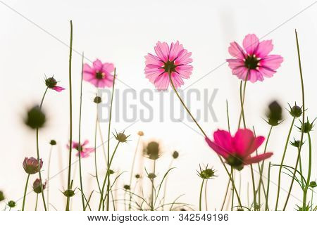 Low Angle View Of Beautiful Daisy Or Cosmos Bipinnata Cav