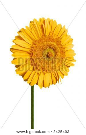 Gelbe Gerbera