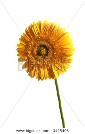 Gerbera