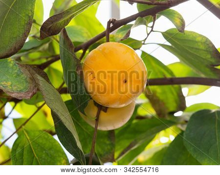 Diospyros Kaki (persimmon, Oriental Persimmon, Kaki) Tree With Ripening Orange Fruits