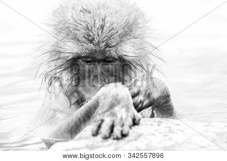 Black And White Portrait Of Snow Monkey (macaca Fuscata) From Jigokudani Monkey Park In Japan, Nagan