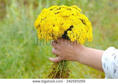 Yellow Yarrow.  Achillea Millefolium. It Is Used As An Alternative Drug Method For The Treatment Of 